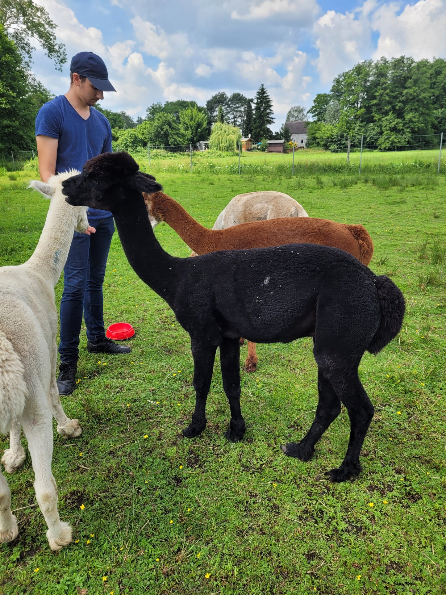 Alpaka-Schnupperstunde – Tiere hautnah erleben